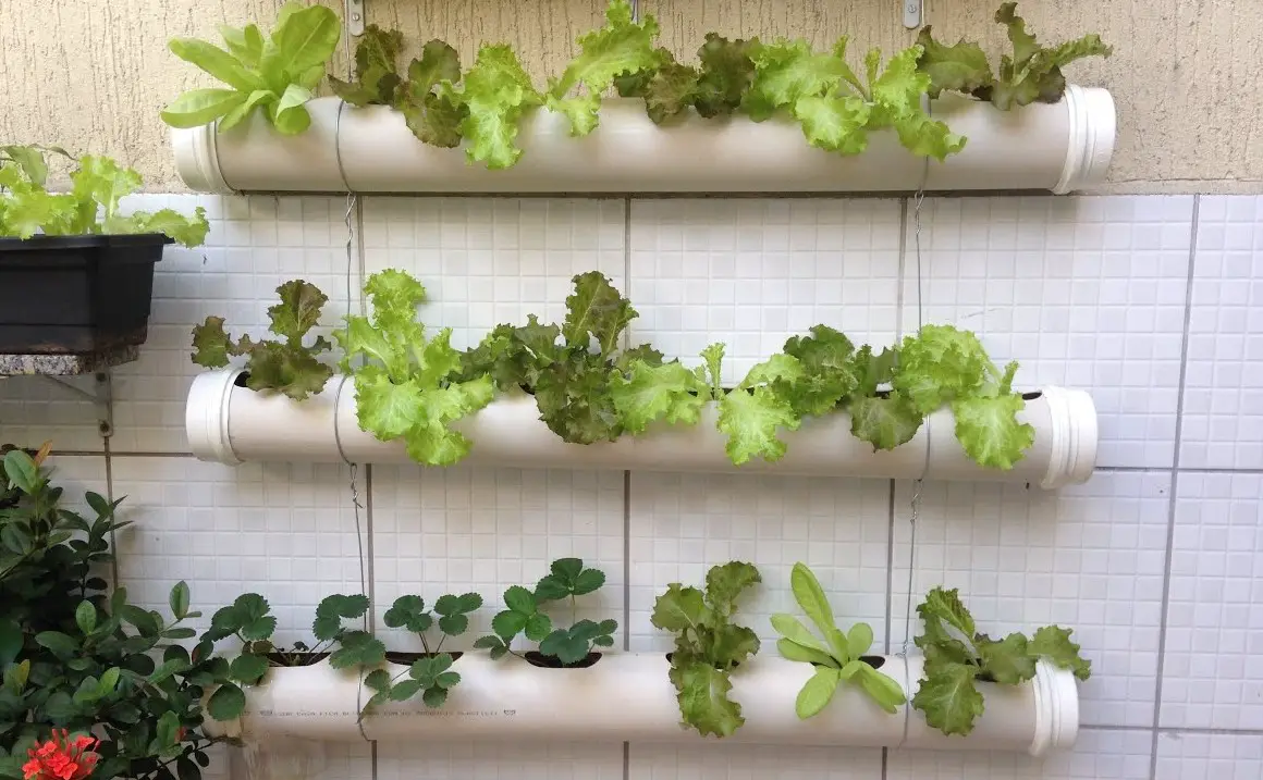 DIY Lettuce Garden Ideas 5