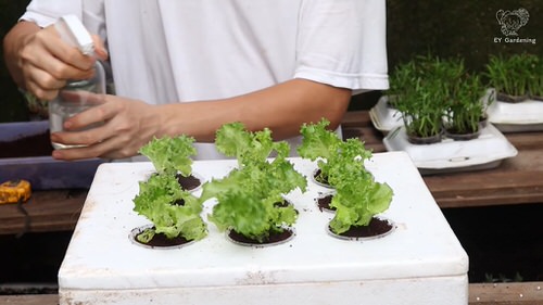 Lettuce Planter Projects for Gardeners 8