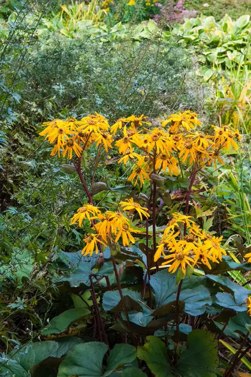 Best Plants for Soggy & Wet Soil 4