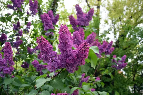  Purple Flowers for Outdoor Plants
