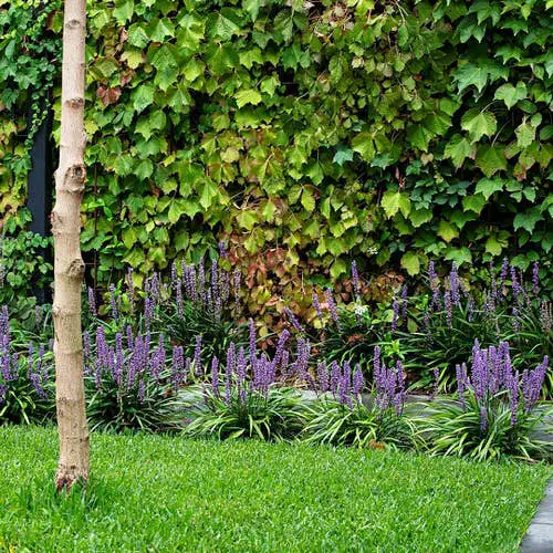 beautiful Best Grass Alternative Plants