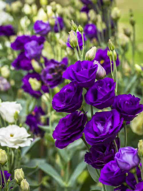 Purple flowers  plants outside the garden
