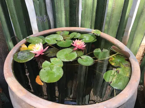 Herbs and Vegetables You can Grow in Container Water Garden