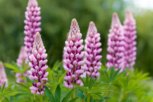 Amazing Best Outdoor Purple Plants Flowers