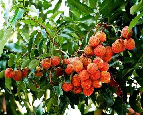 Amazing Strange Fruits from Across the Whole World
