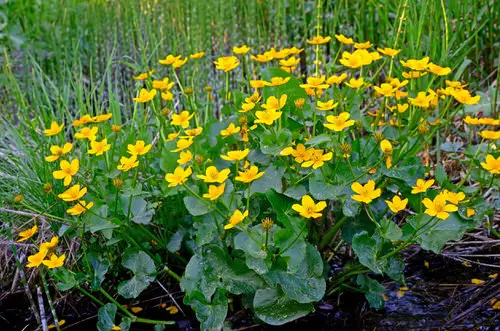 Best Varieties of marigold
