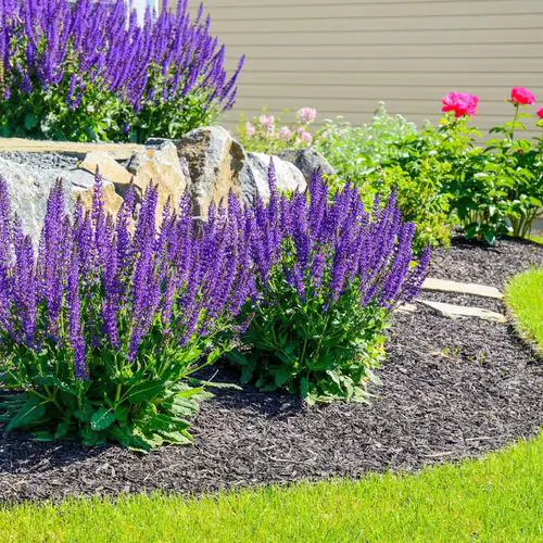 best Purple Flowers for Outdoor Plants

