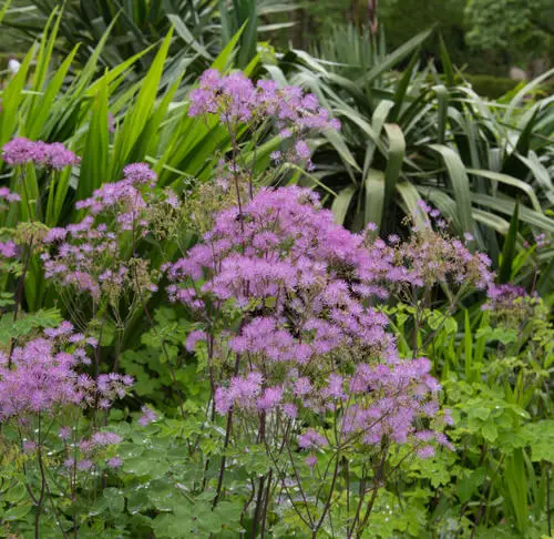 Purple Flowers and Plants outside garden