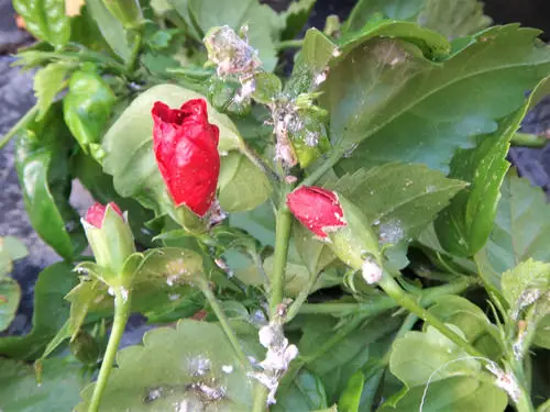 How to Get Rid of Mealybugs Easily?