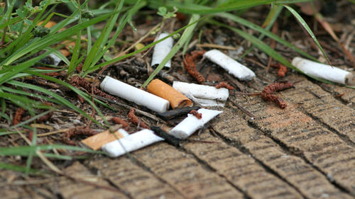 Tobacco Uses in the Garden