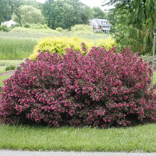 Outdoor Purple Plants in yard