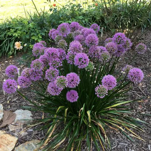Purple flowers and plants outside the garden