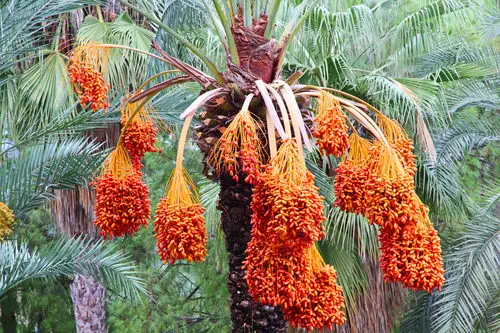 Unusual Fruits from Across the Whole World