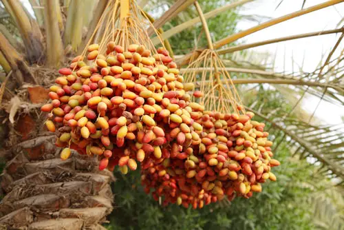 Unusual Fruits from Across the Whole World