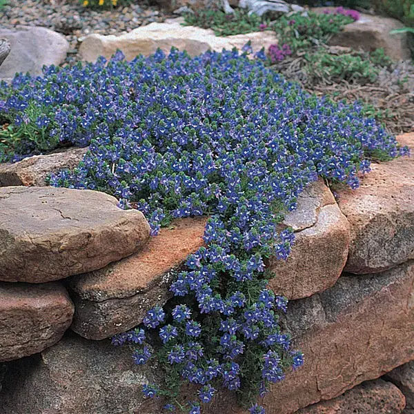 Best Grass Alternative Plants on rock garden