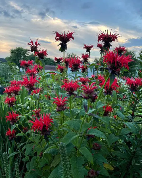 Best Plants for Soggy & Wet Soil 21
