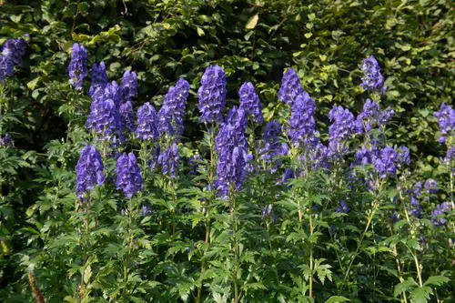 top Purple Plants and Flowers Outside
