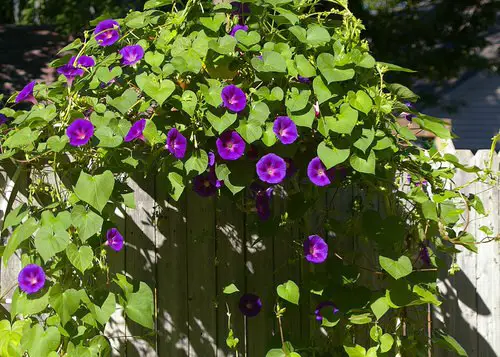Greatest Purple Flowers for Outdoor Plants
