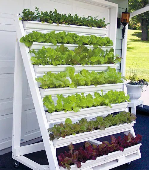DIY Lettuce Garden Ideas 1