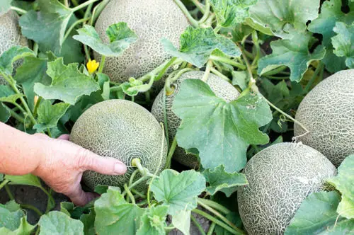 lovely Fruits that Don't Grow on Trees - Melons