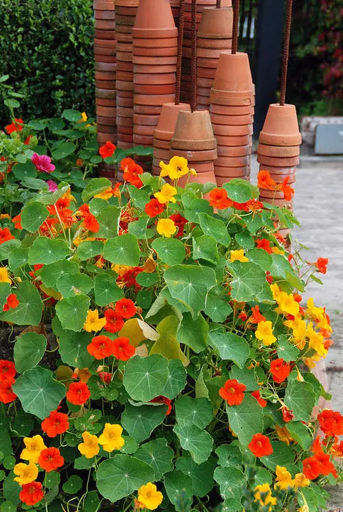 best Excellent Trap Plants for Aphids