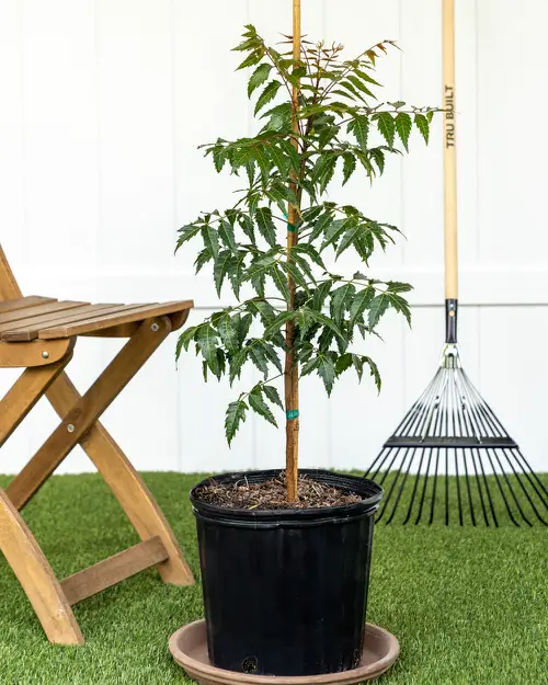 best Plants That Naturally Repel Aphids