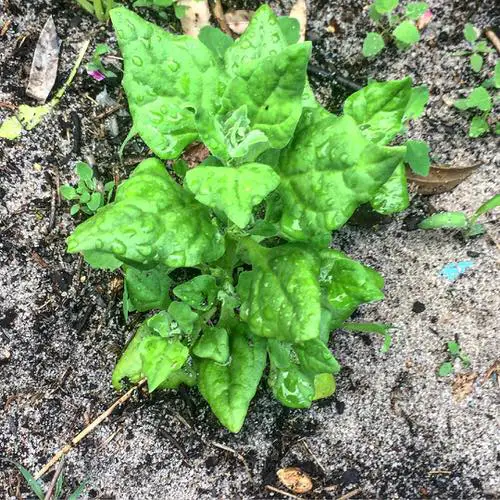 Warm Season Vegetables 8