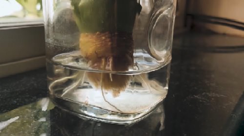 How to propagate pineapple  7