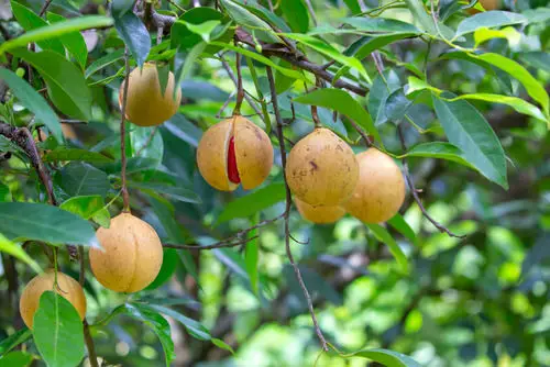 What is Nutmeg?