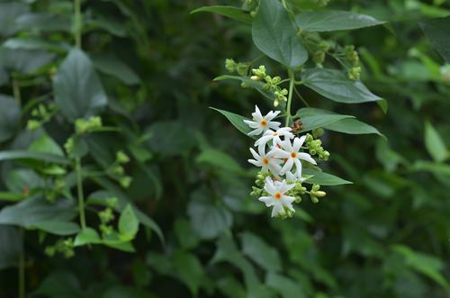 Most fragrant flowers chosen by gardeners. 44