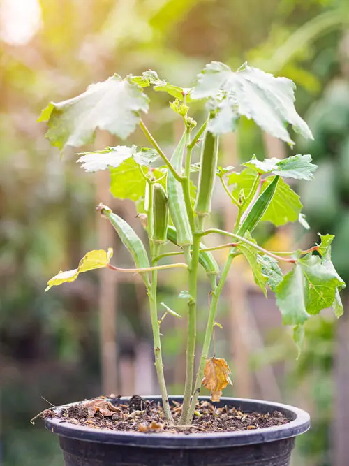 Best Heat Tolerant Vegetables 3