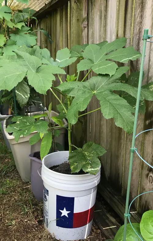How To Grow Lady Fingers In Containers 2
