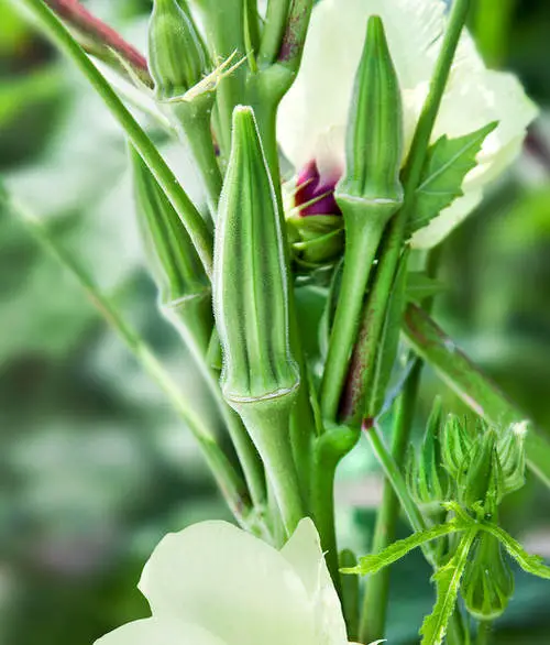 Growing Okra In Pots 10