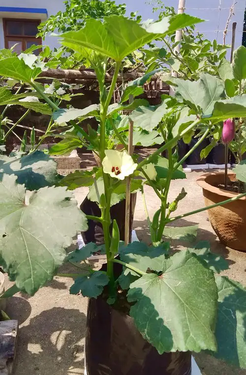 Growing Okra In Pots