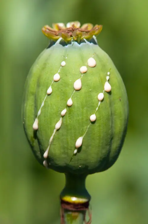  Plants with Toxic Milky Sap 15