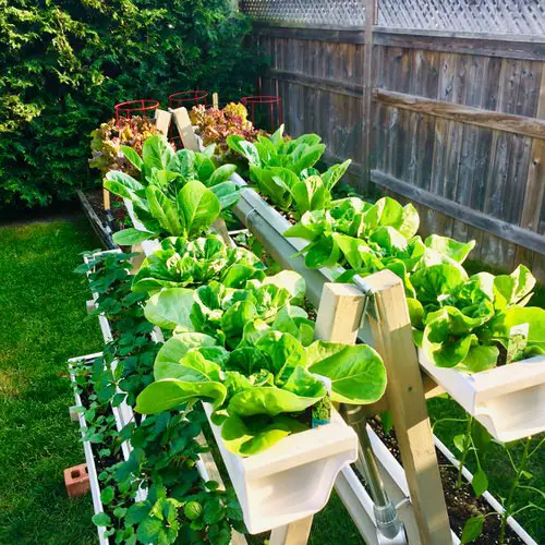 Lettuce Planter Projects for Gardeners 14