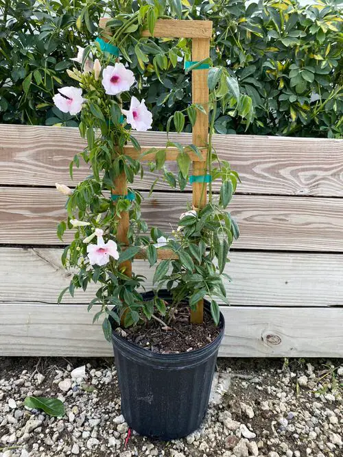Climbing Plants for Pots 34