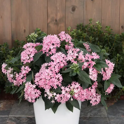 Pink Flower tree Types for a Garden
