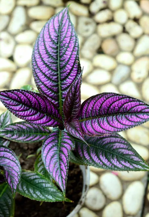 Best Outdoor Purple Plants