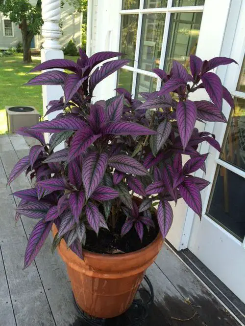 How to Grow Persian Shield 9