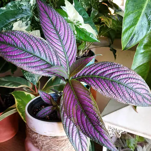 Strobilanthes Dyerianus Care