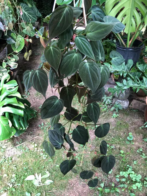 Best Trailing Foliage Plants 13