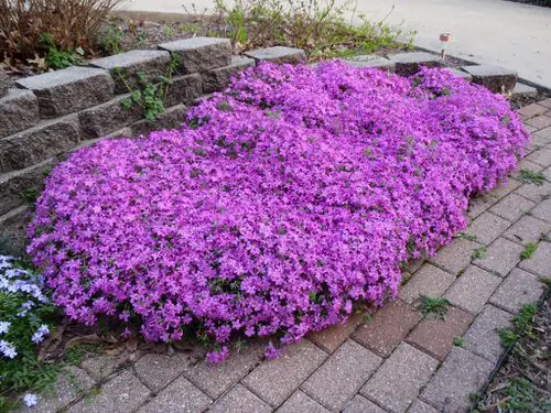 Purple Flowers for Outdoor Plants