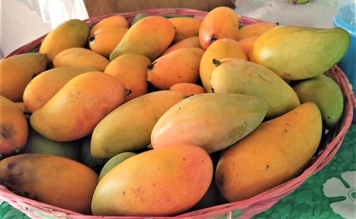 Pico/Piko or Padero