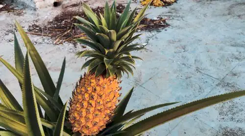 How to propagate pineapple  10