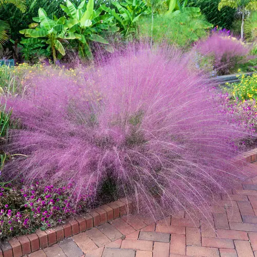Moisture Loving Plants 29