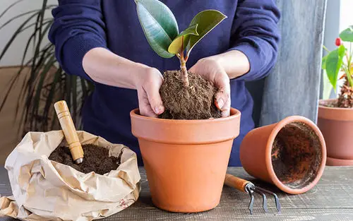 Should You Add Gravels to Pots? 3