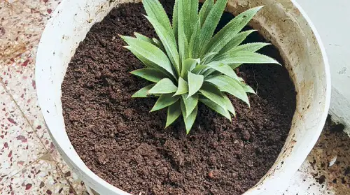How to propagate pineapple  9