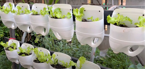 DIY Lettuce Garden Ideas 7