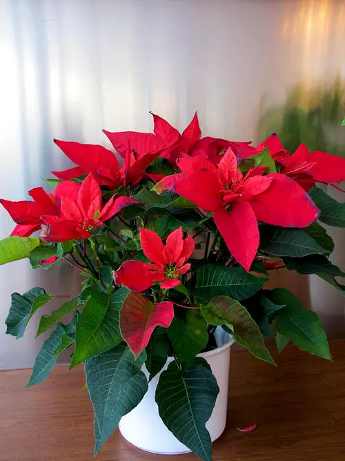 Flowers that Change Colors 10